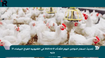 تحديث أسعار الدواجن اليوم الثلاثاء 17-6-2025 في القليوبية الفراخ البيضاء 77 جنيه